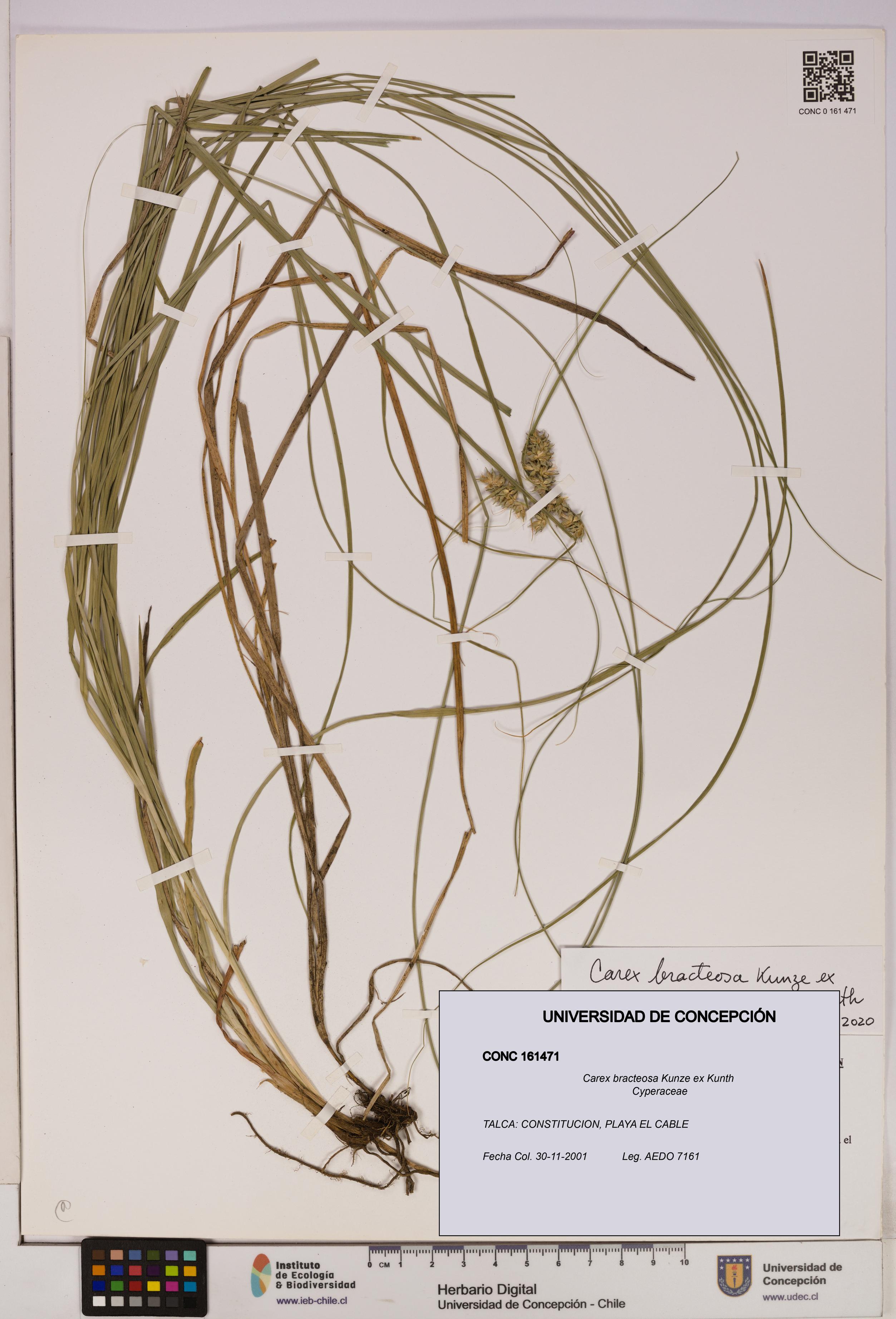 Carex bracteosa [Espécimen: UDEC:CONC:0161471]
