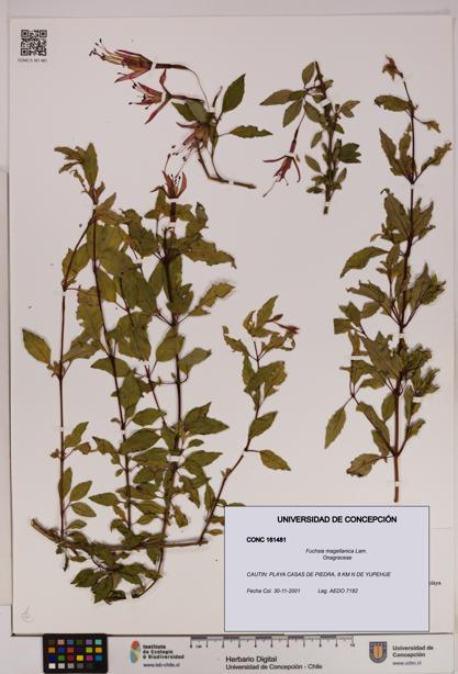Fuchsia magellanica [Espécimen: UDEC:CONC:0161481]