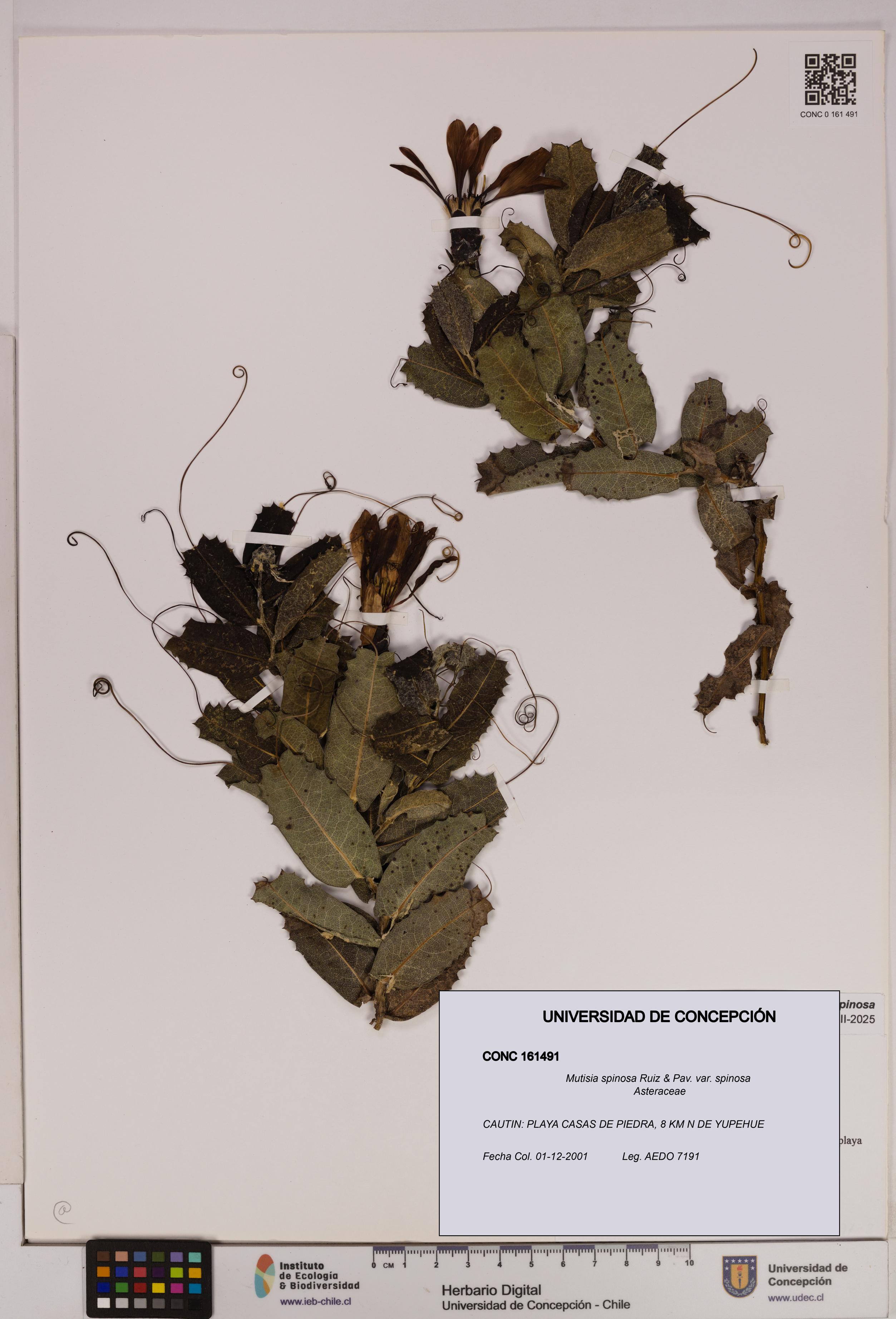 Mutisia spinosa var. spinosa [Espécimen: UDEC:CONC:0161491]