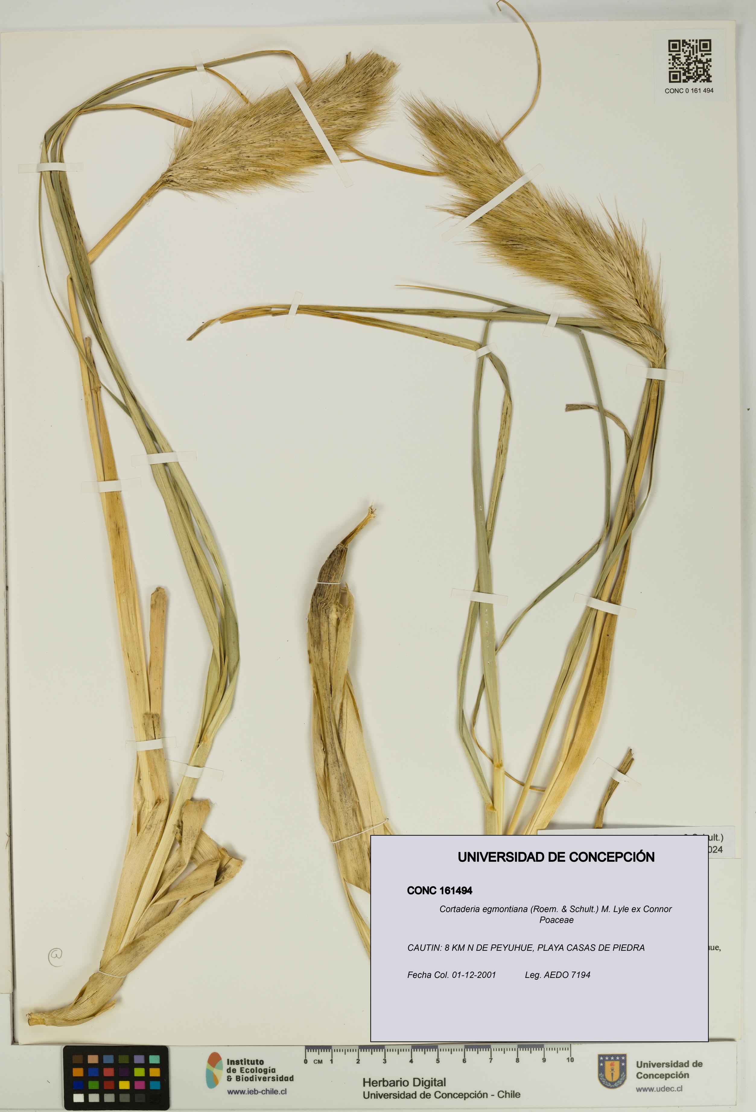 Cortaderia egmontiana [Espécimen: UDEC:CONC:0161494]