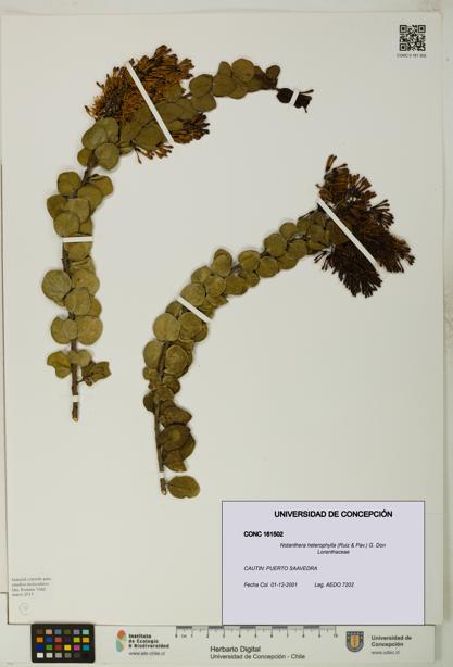 Notanthera heterophylla [Espécimen: UDEC:CONC:0161502]