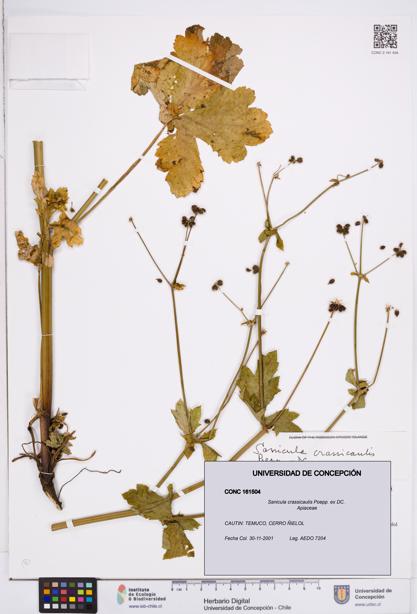 Sanicula crassicaulis [Espécimen: ]