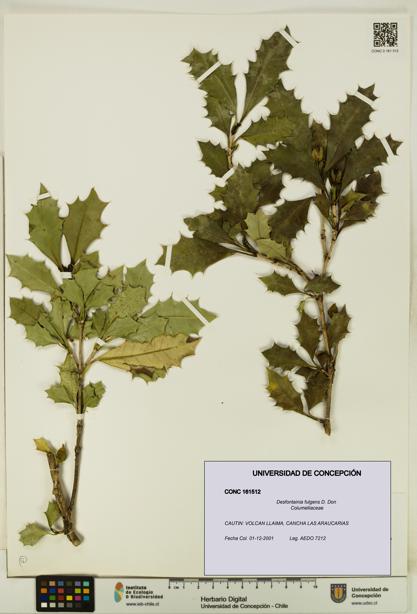 Desfontainia fulgens [Espécimen: UDEC:CONC:0161512]