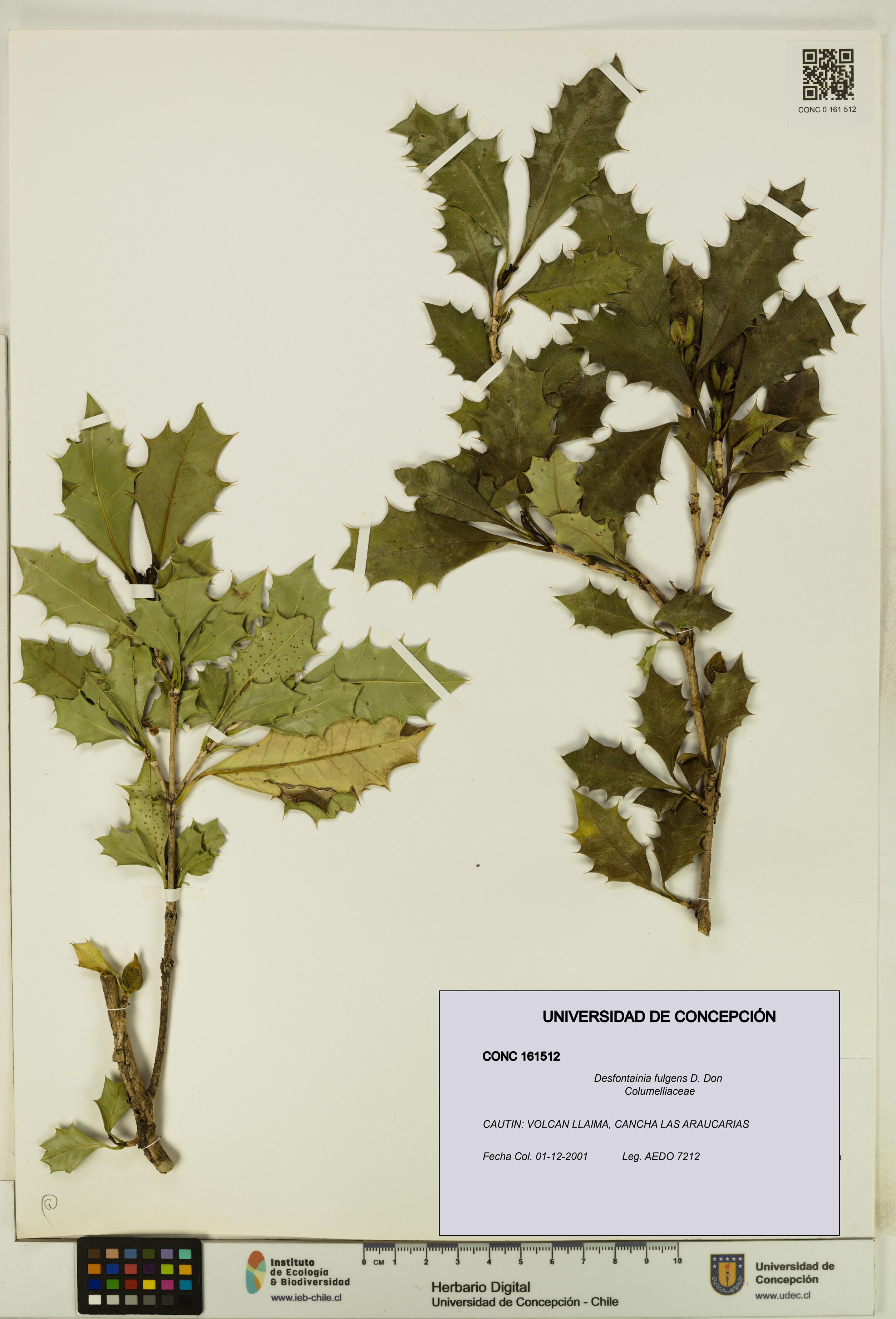 Desfontainia fulgens [Espécimen: UDEC:CONC:0161512]