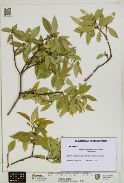 Maytenus magellanica [Espécimen: UDEC:CONC:0161513]