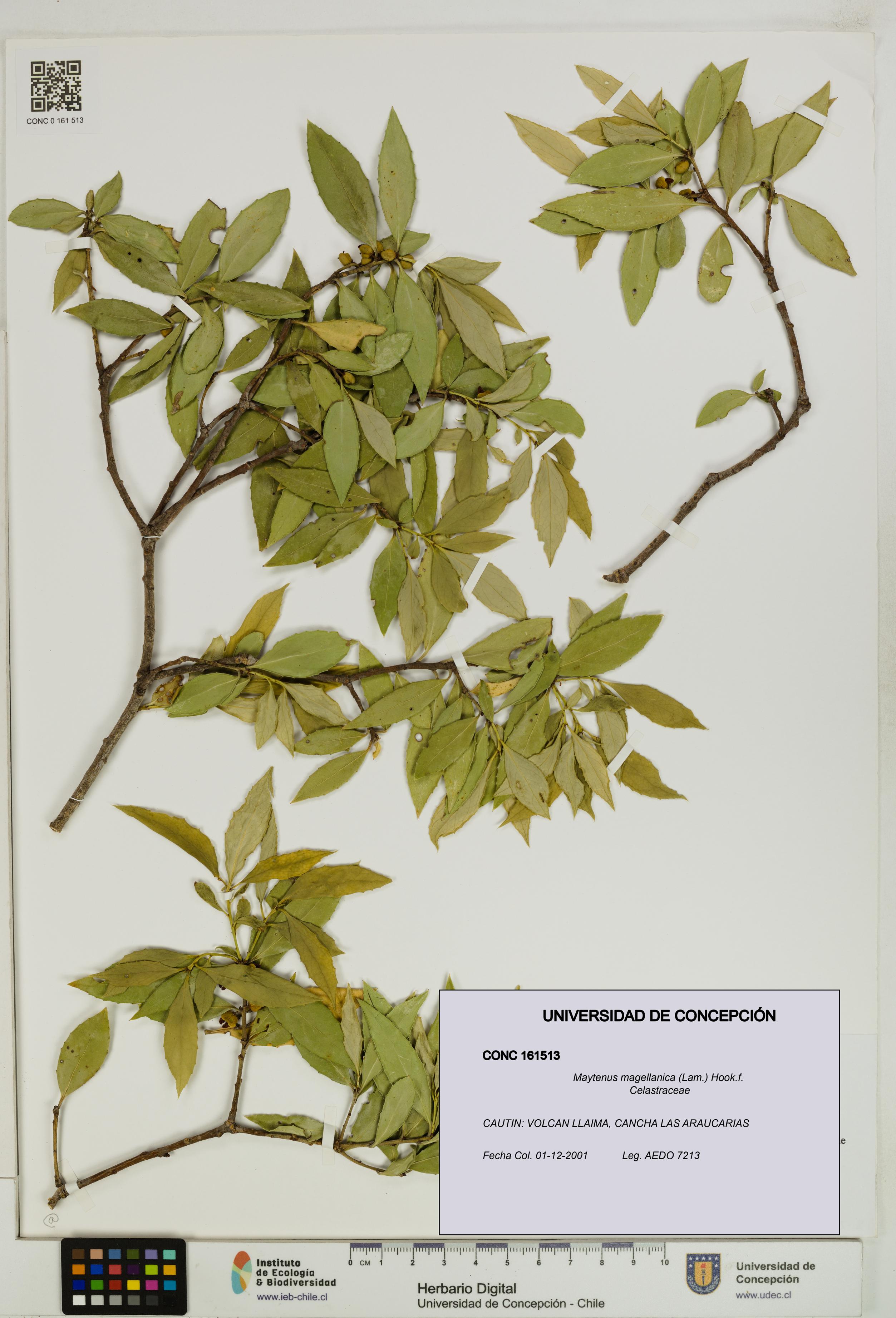 Maytenus magellanica [Espécimen: UDEC:CONC:0161513]