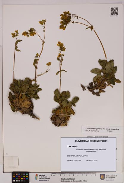 Calceolaria meyeniana subsp. meyeniana [Espécimen: UDEC:CONC:0161514]