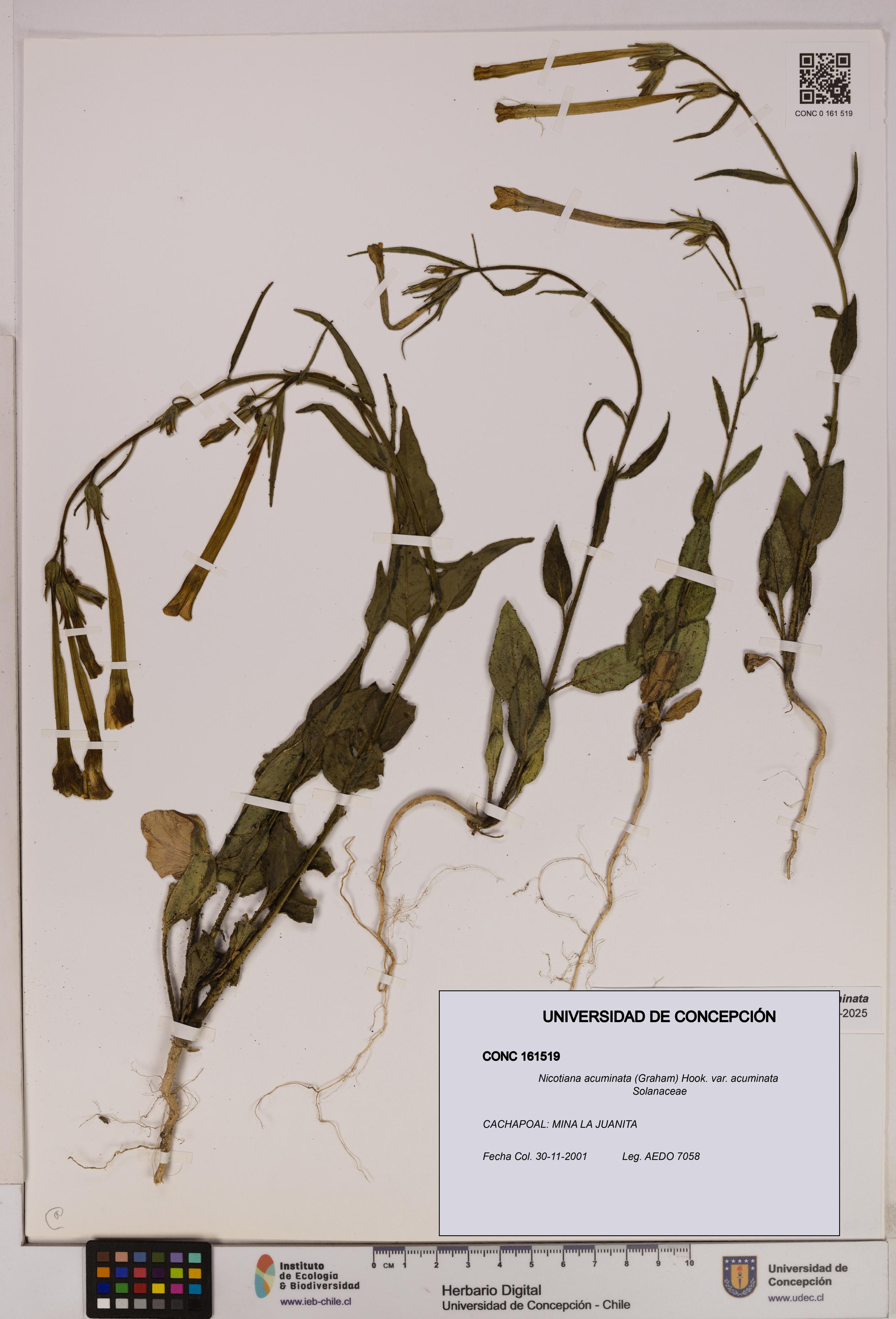 Nicotiana acuminata [Espécimen: UDEC:CONC:0161519]