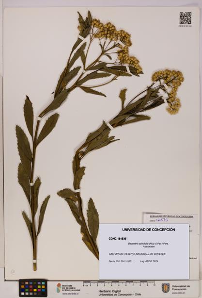 Baccharis salicifolia [Espécimen: UDEC:CONC:0161535]
