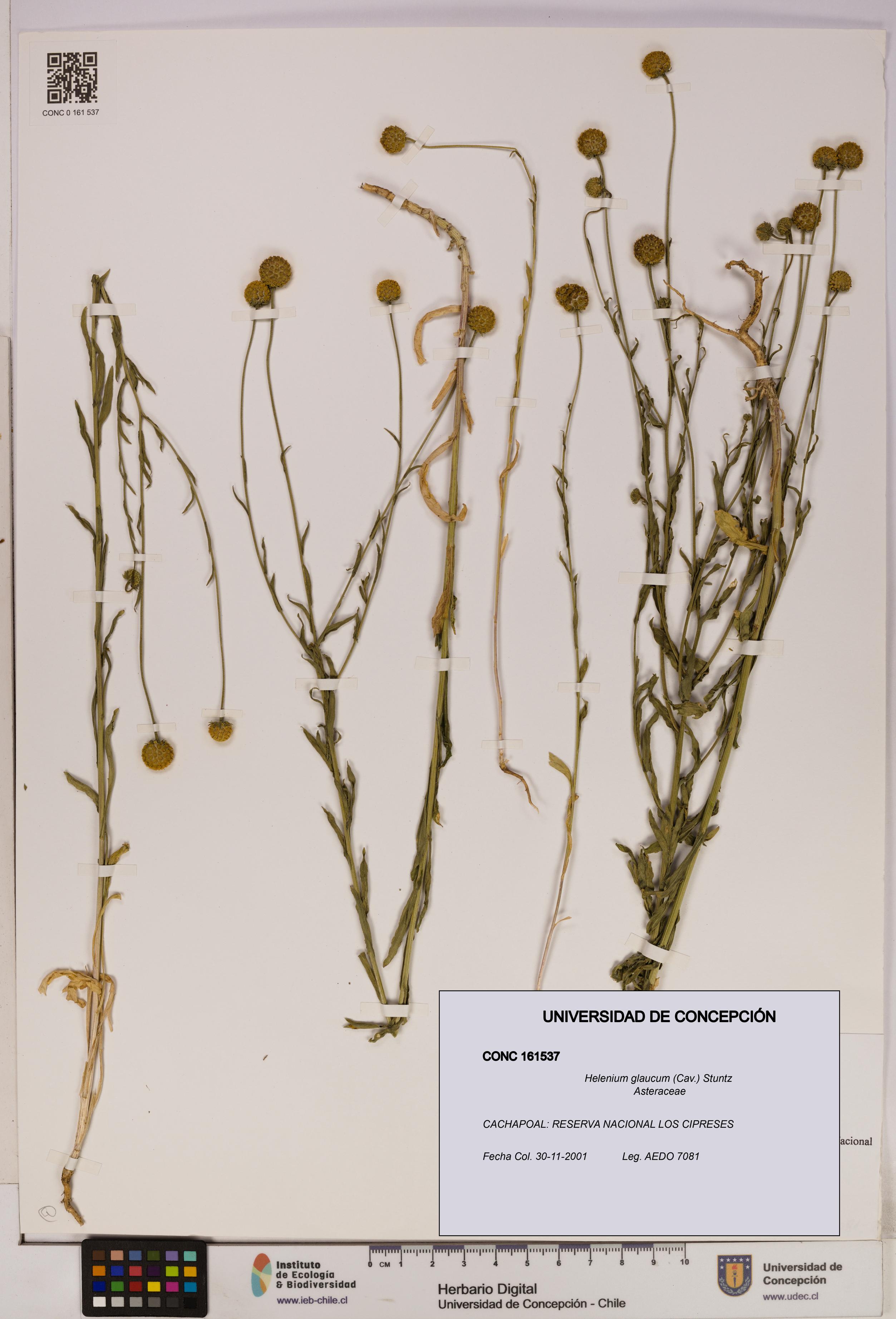 Helenium glaucum [Espécimen: UDEC:CONC:0161537]