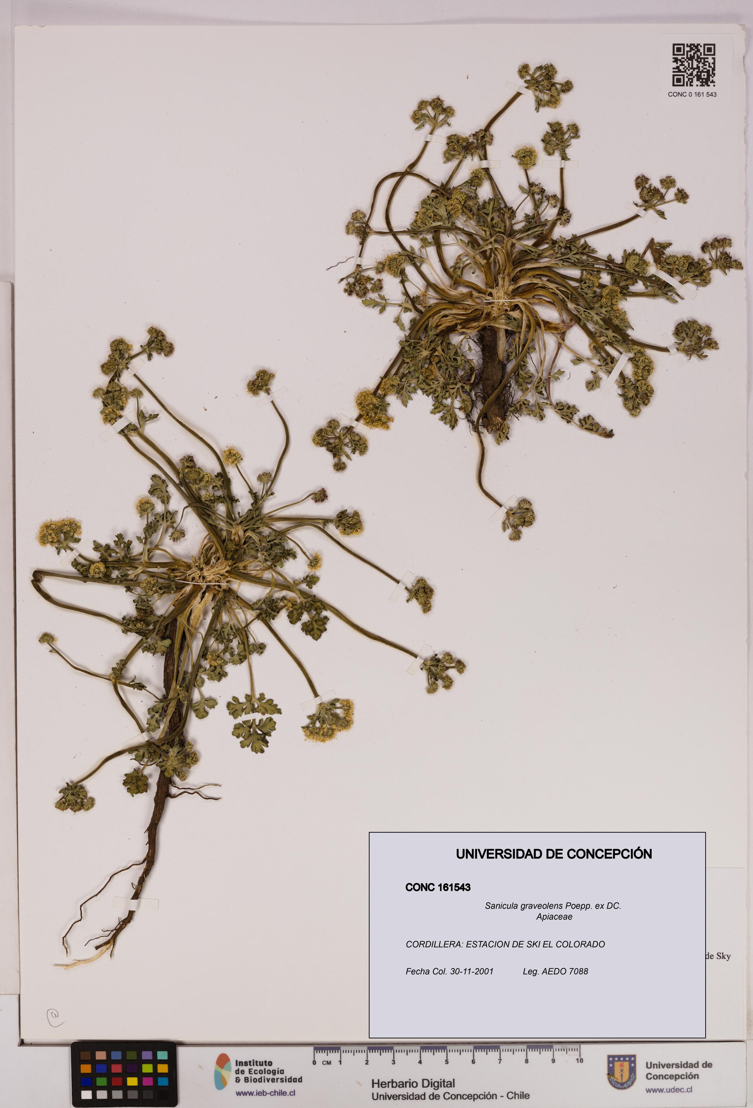 Sanicula graveolens [Espécimen: UDEC:CONC:0161543]