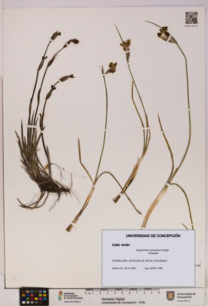 Sisyrinchium arenarium [Espécimen: UDEC:CONC:0161551]
