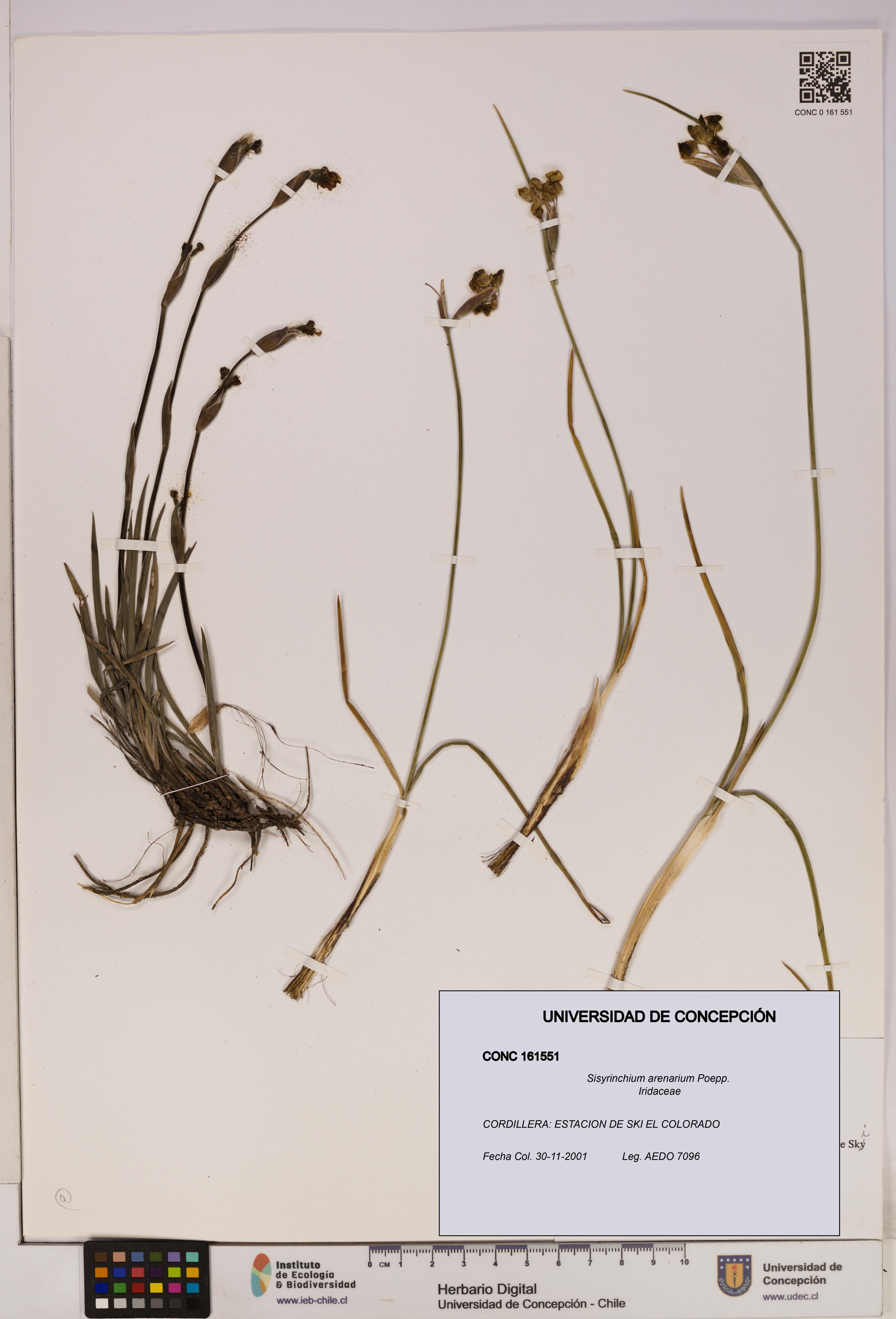 Sisyrinchium arenarium [Espécimen: UDEC:CONC:0161551]