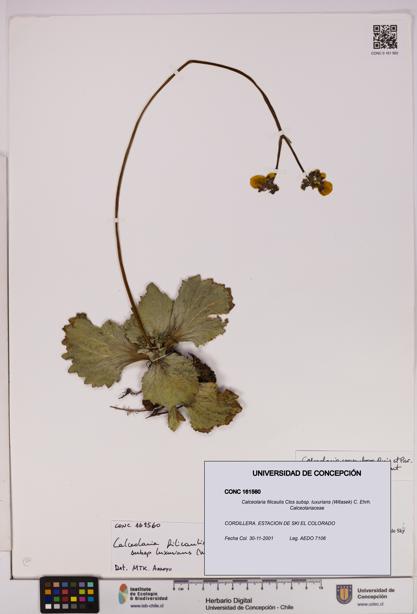 Calceolaria filicaulis [Espécimen: UDEC:CONC:0161560]