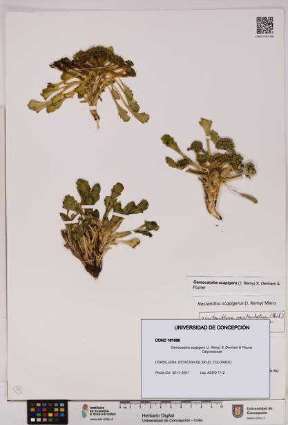 Gamocarpha scapigera [Espécimen: UDEC:CONC:0161566]