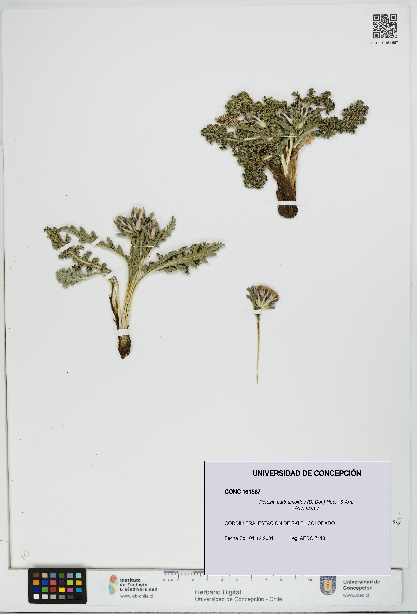 Perezia carthamoides [Espécimen: UDEC:CONC:0161567]
