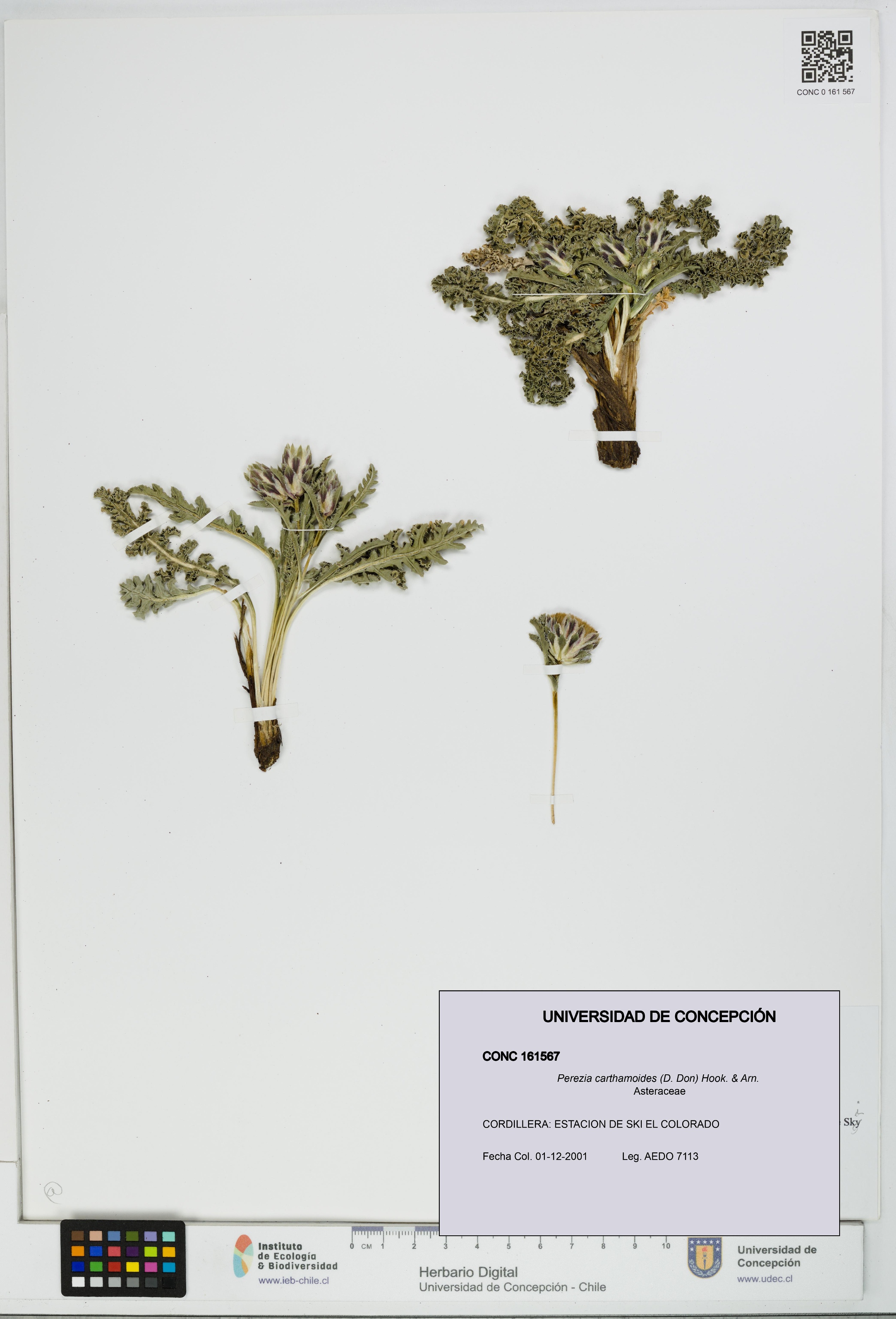 Perezia carthamoides [Espécimen: UDEC:CONC:0161567]