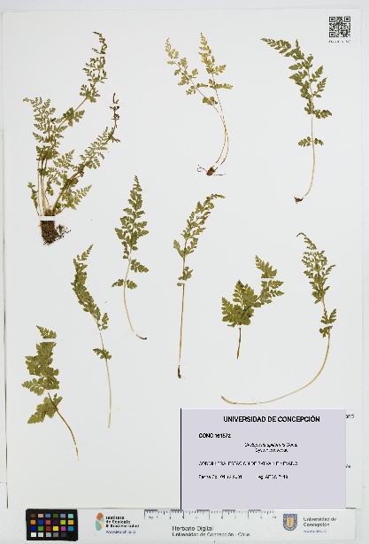 Cystopteris apiiformis [Espécimen: UDEC:CONC:0161572]