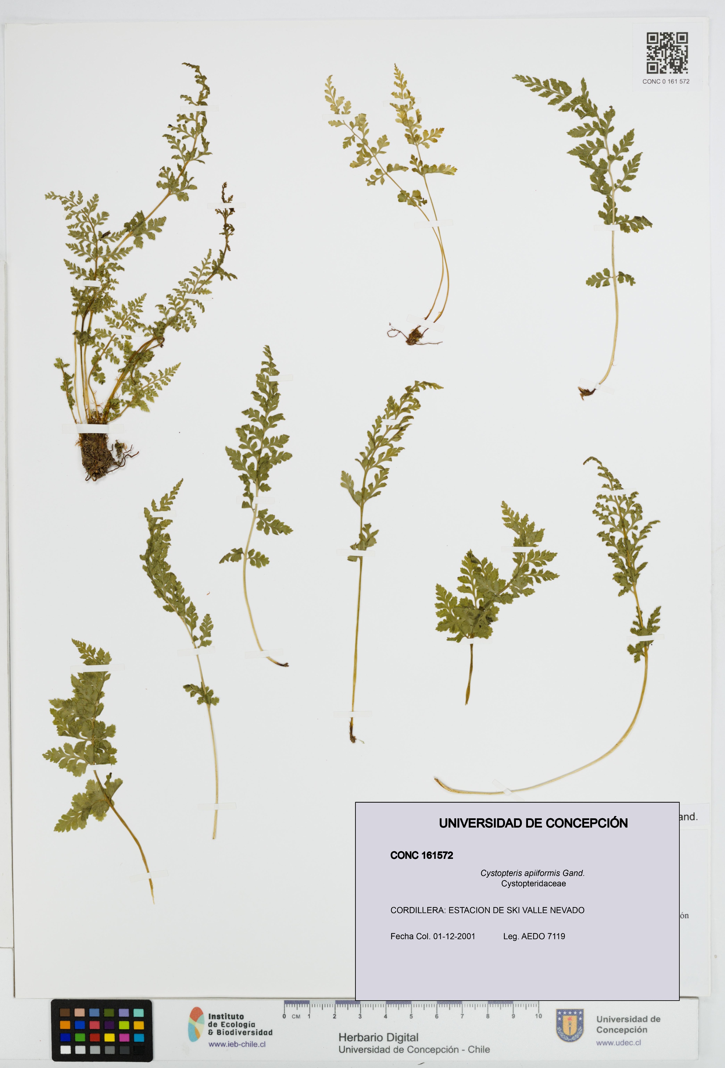 Cystopteris apiiformis [Espécimen: UDEC:CONC:0161572]