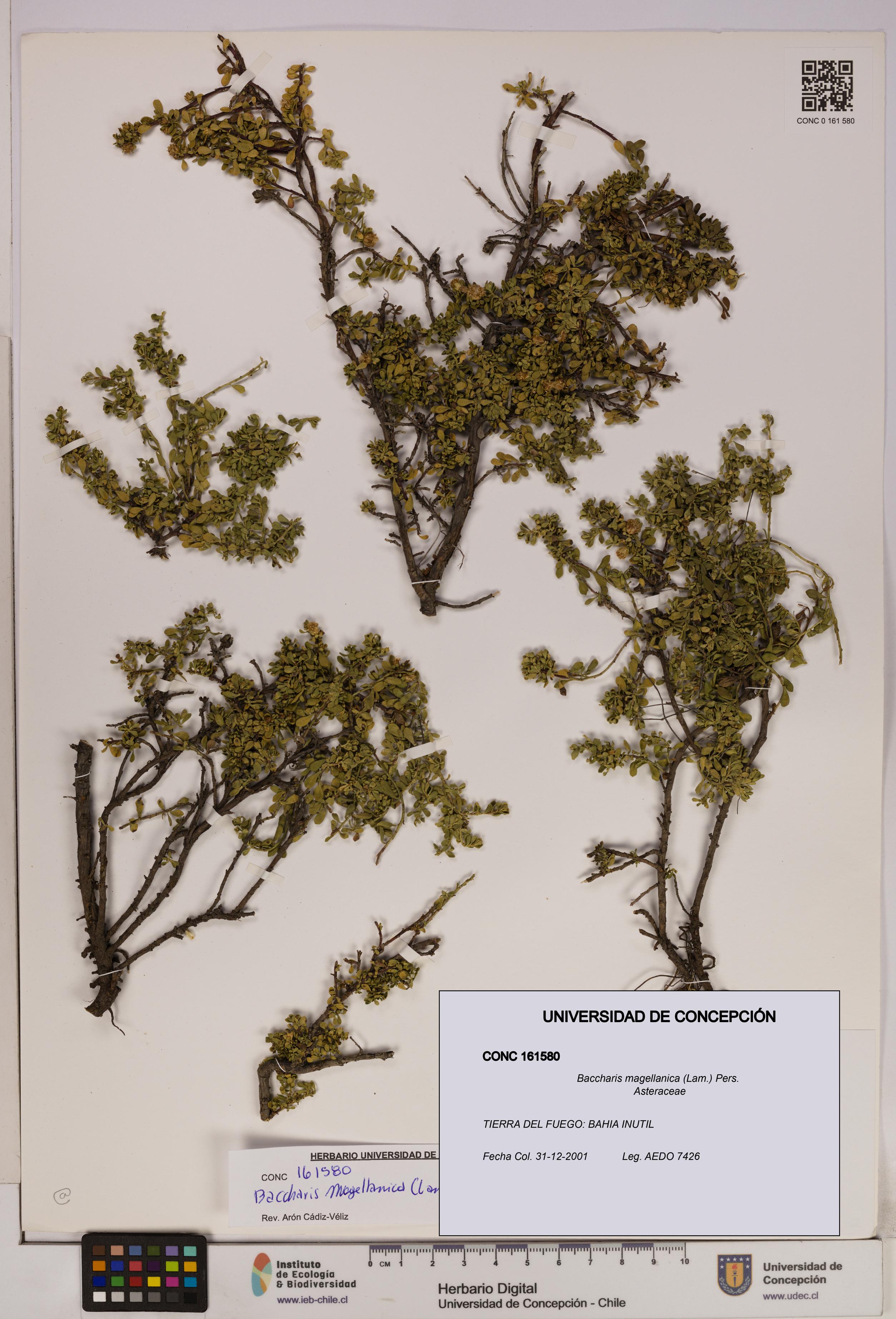 Baccharis magellanica [Espécimen: UDEC:CONC:0161580]