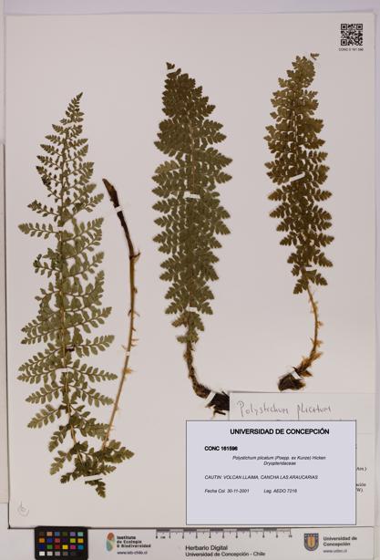 Polystichum plicatum [Espécimen: UDEC:CONC:0161596]