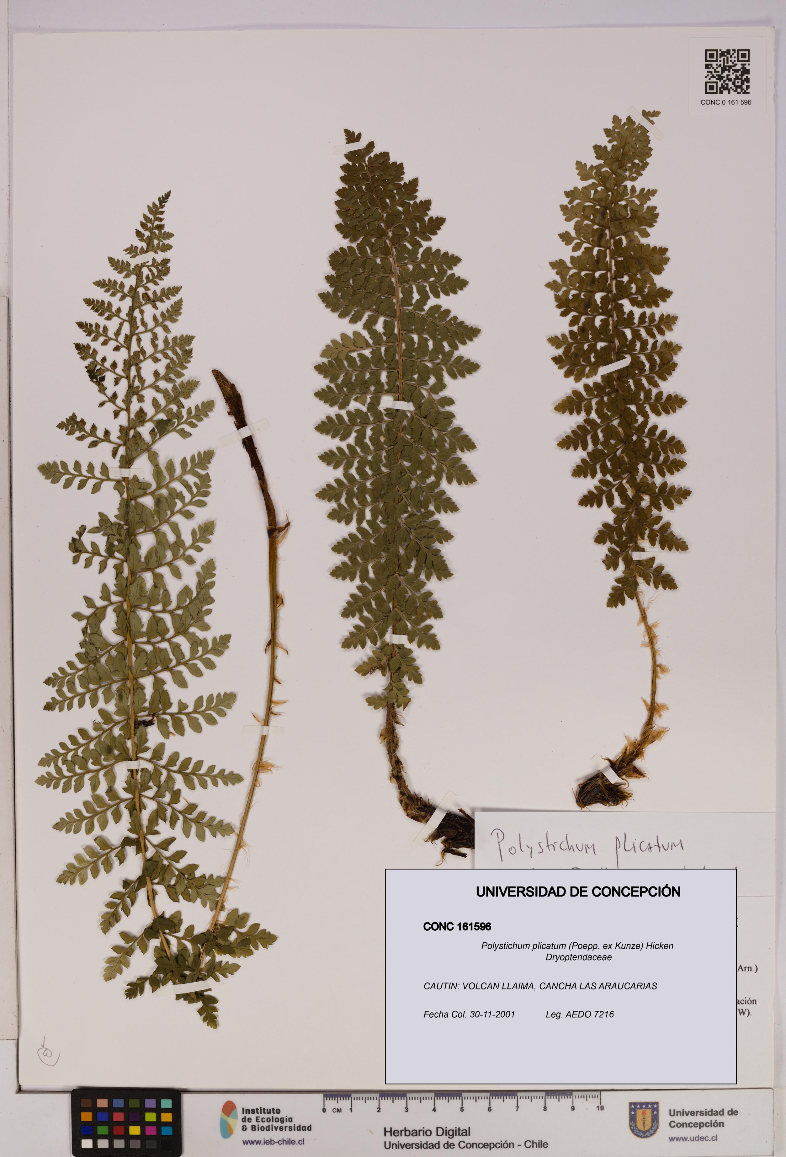 Polystichum plicatum [Espécimen: UDEC:CONC:0161596]