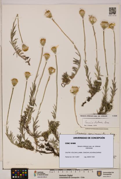 Senecio chilensis var. chilensis [Espécimen: UDEC:CONC:0161605]