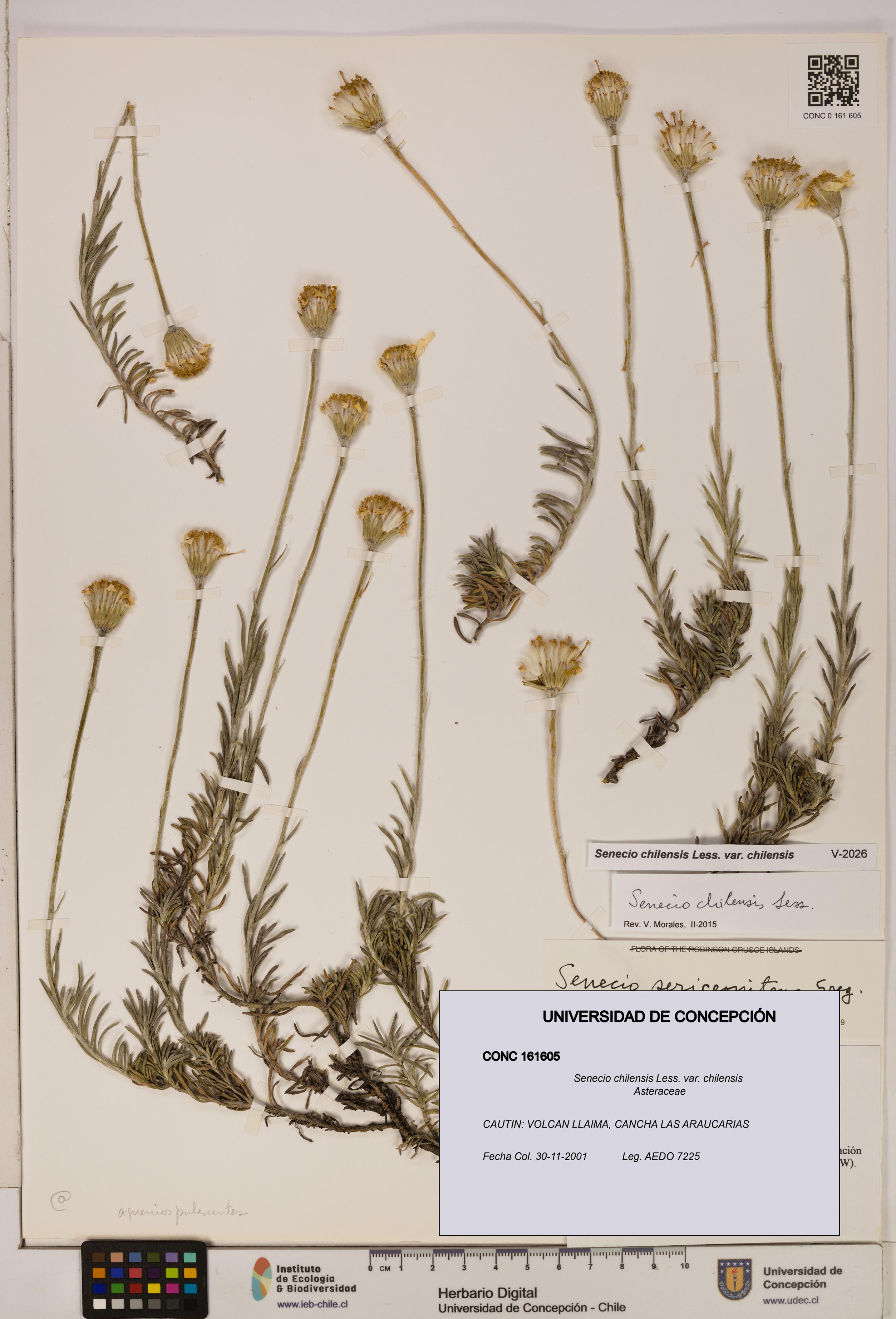 Senecio chilensis var. chilensis [Espécimen: UDEC:CONC:0161605]