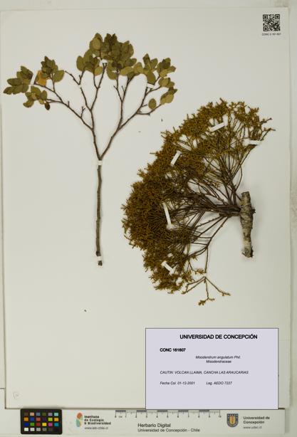 Misodendrum angulatum [Espécimen: UDEC:CONC:0161607]
