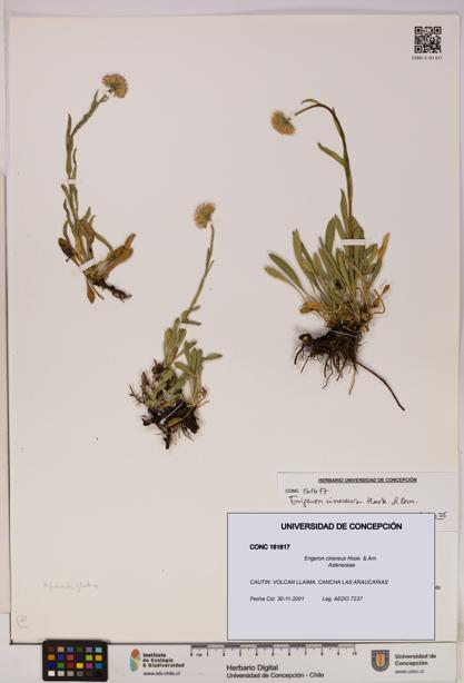 Erigeron cinereus [Espécimen: UDEC:CONC:0161617]