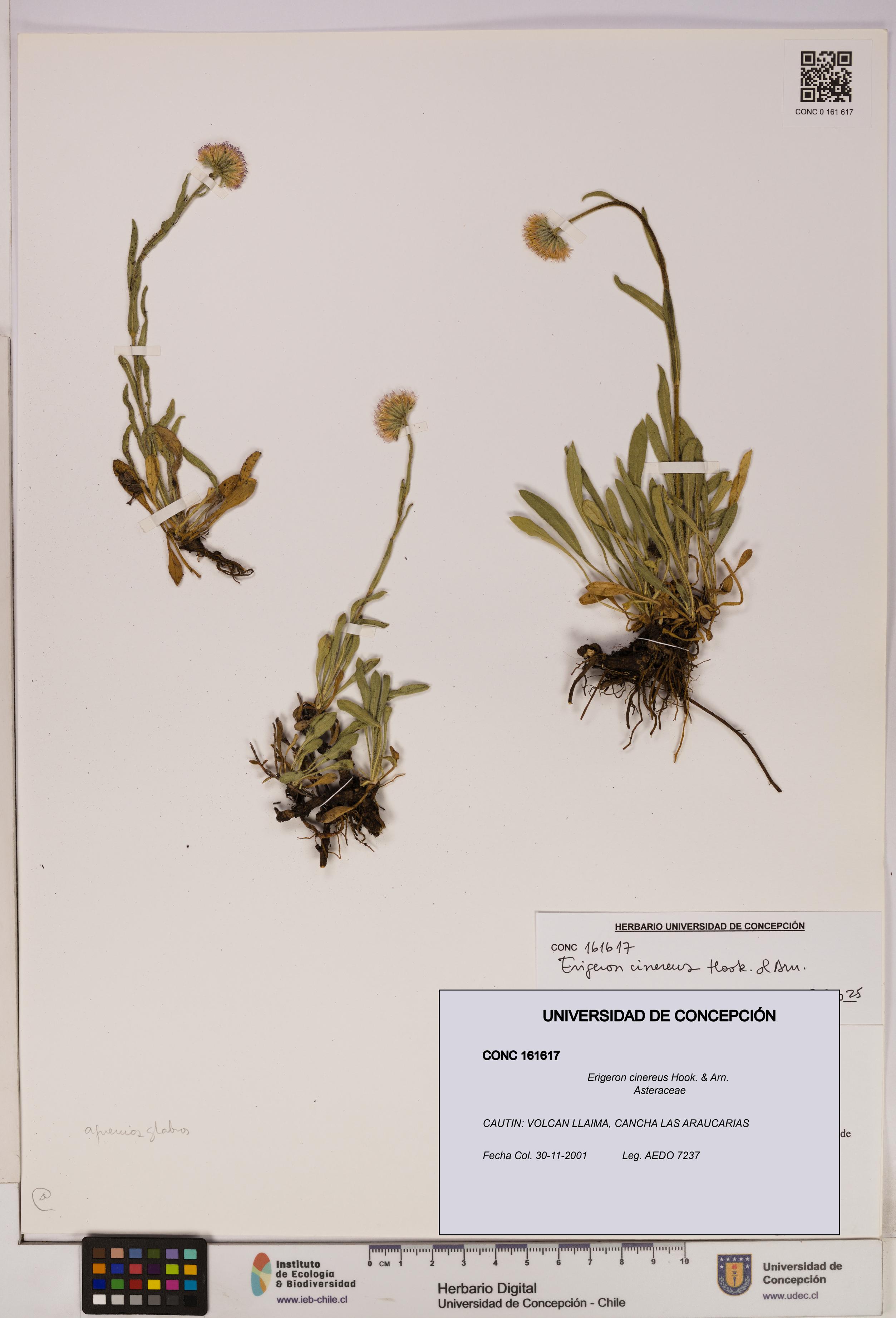Erigeron cinereus [Espécimen: UDEC:CONC:0161617]