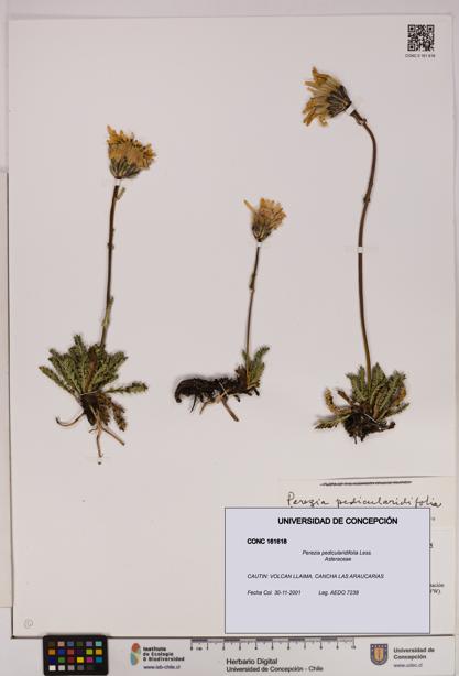 Perezia pedicularidifolia [Espécimen: UDEC:CONC:0161618]