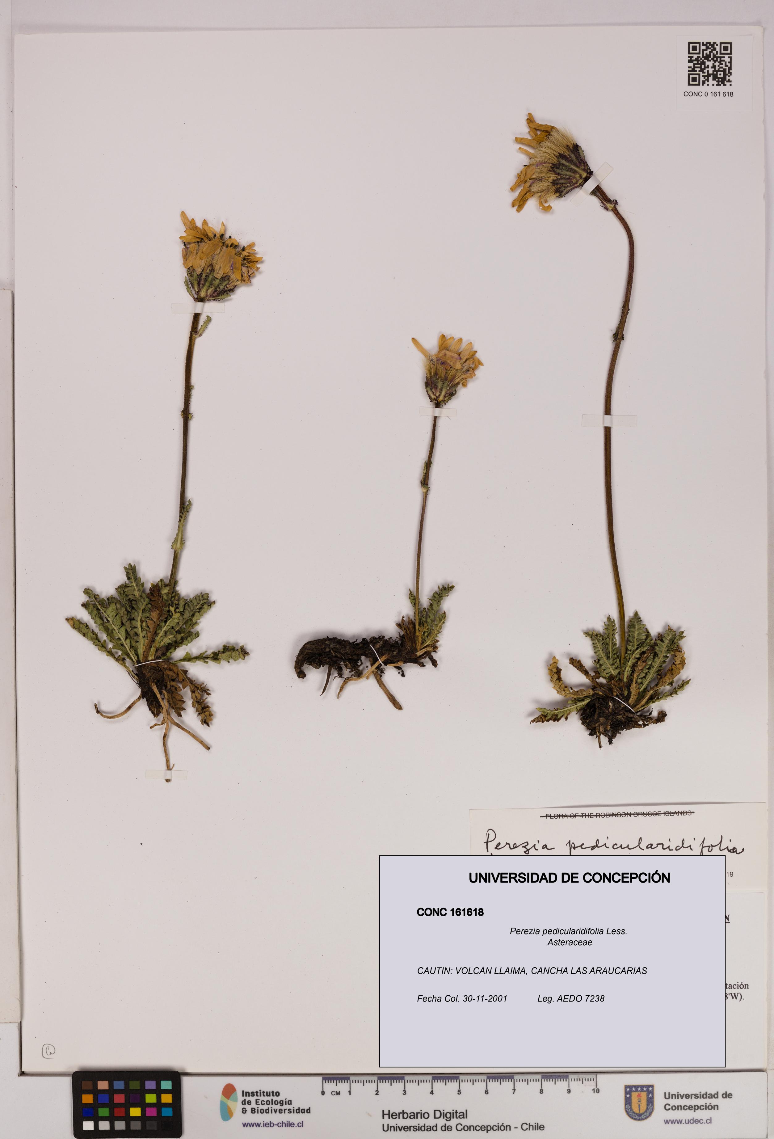 Perezia pedicularidifolia [Espécimen: UDEC:CONC:0161618]