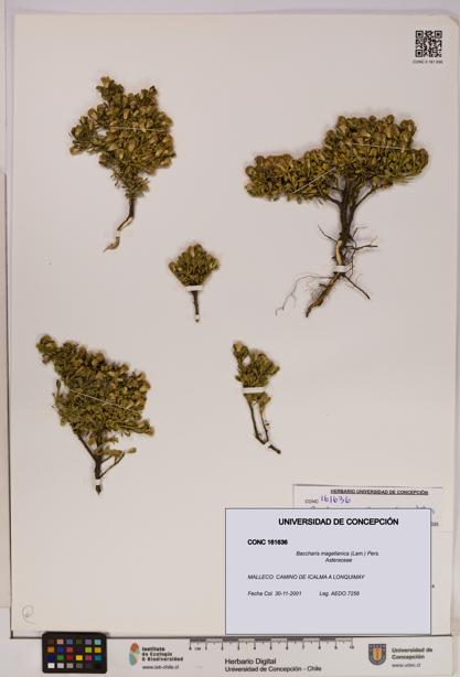 Baccharis magellanica [Espécimen: UDEC:CONC:0161636]
