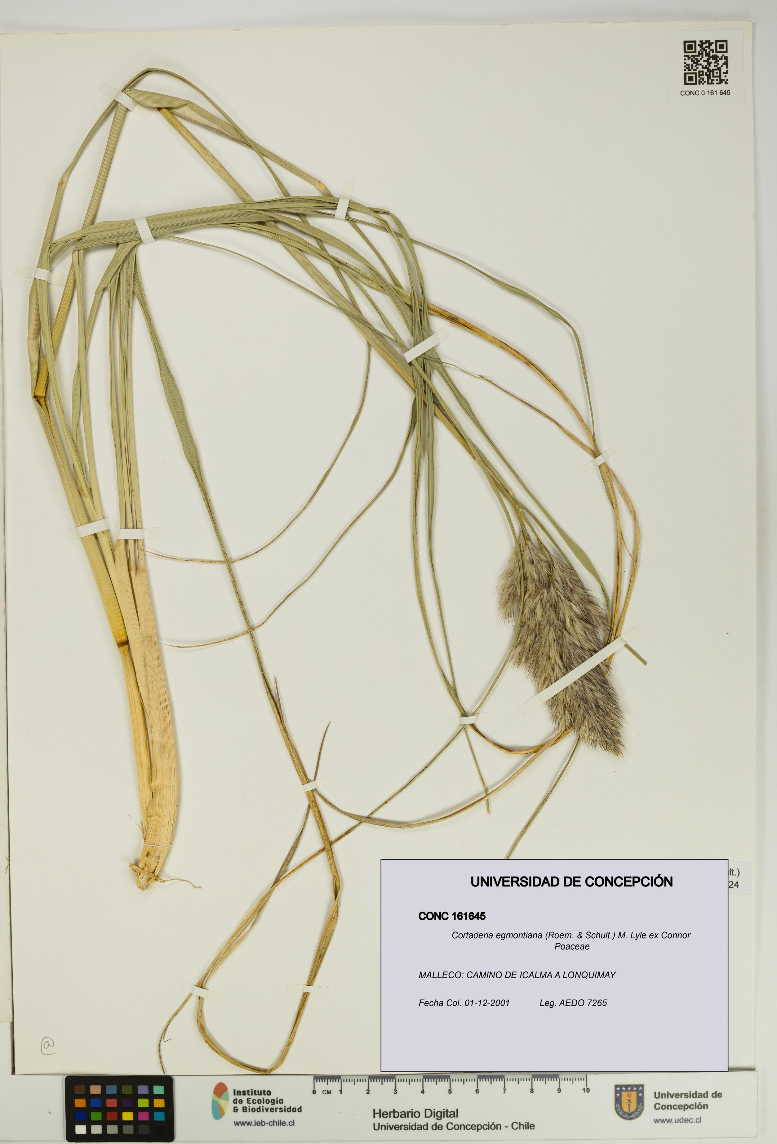 Cortaderia egmontiana [Espécimen: UDEC:CONC:0161645]
