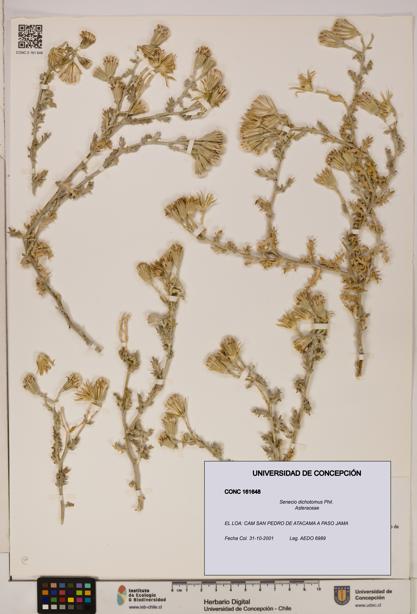 Senecio dichotomus [Espécimen: UDEC:CONC:0161648]