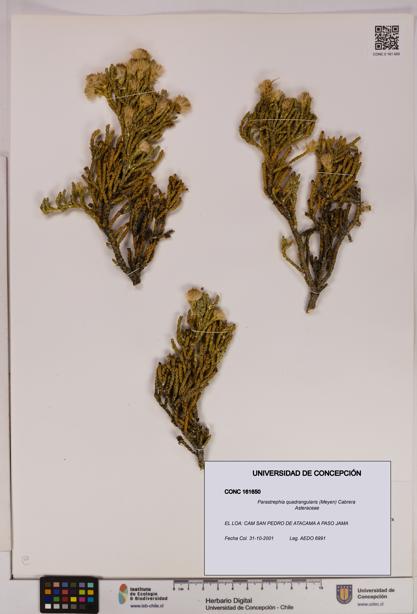 Parastrephia quadrangularis [Espécimen: UDEC:CONC:0161650]