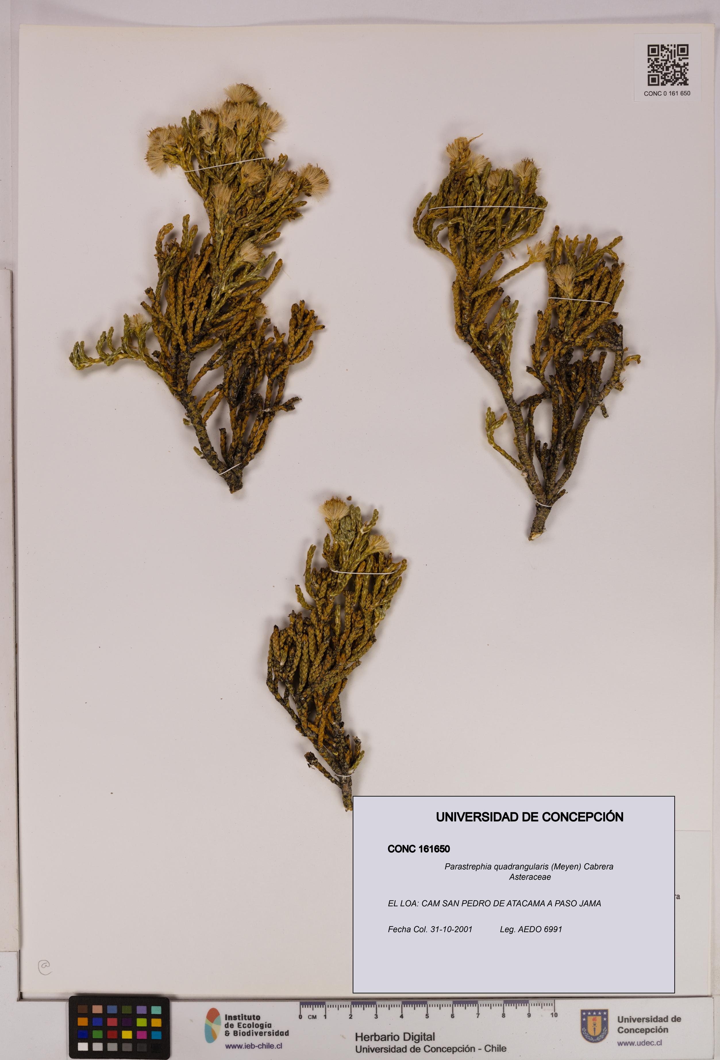 Parastrephia quadrangularis [Espécimen: UDEC:CONC:0161650]