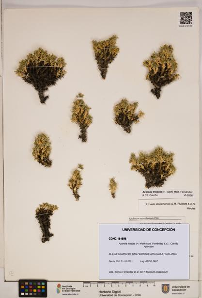 Azorella trisecta [Espécimen: ]