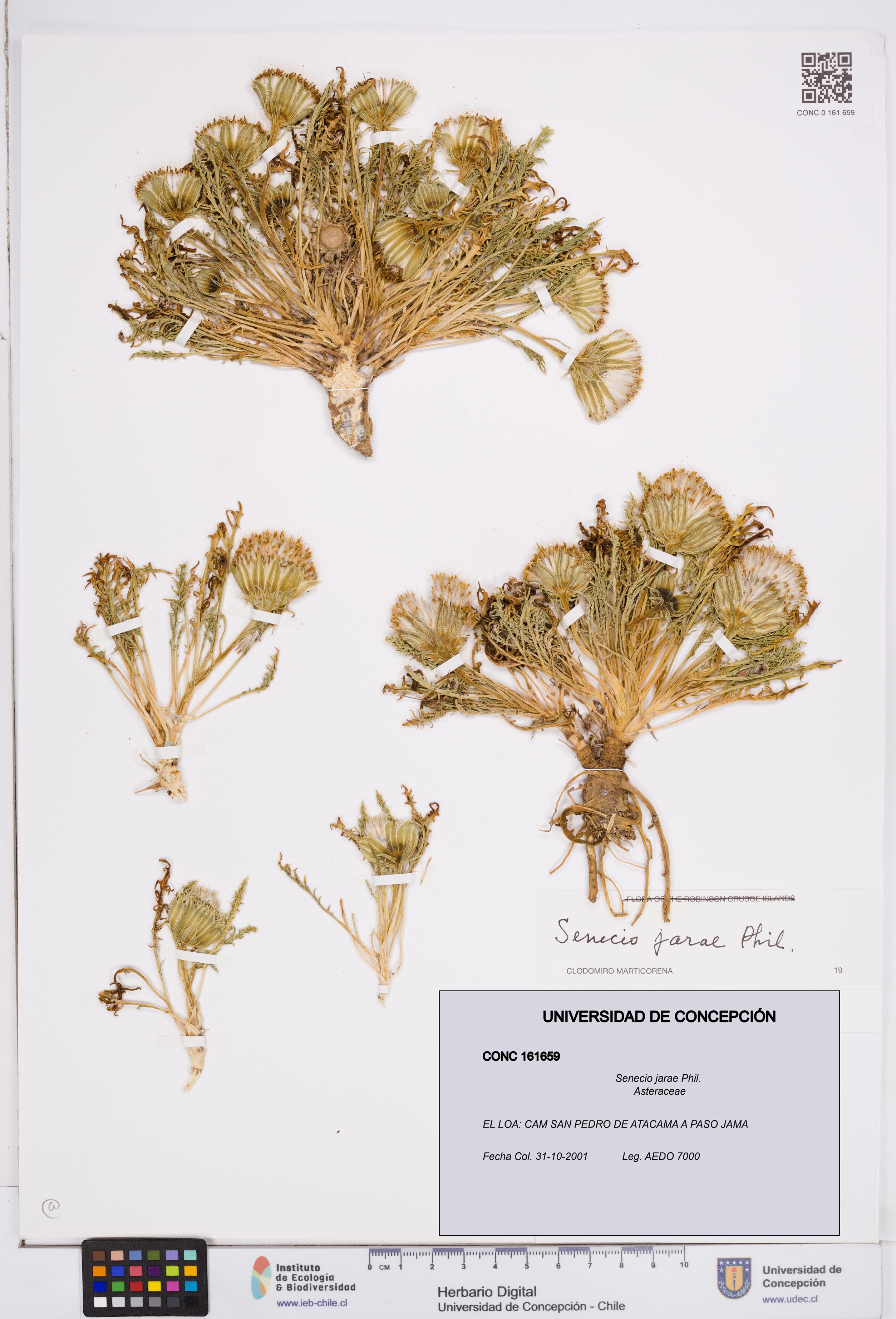 Senecio jarae [Espécimen: ]