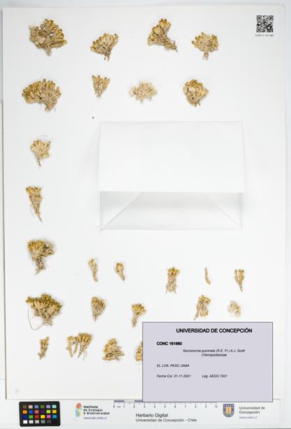 Sarcocornia pulvinata [Espécimen: UDEC:CONC:0161660]