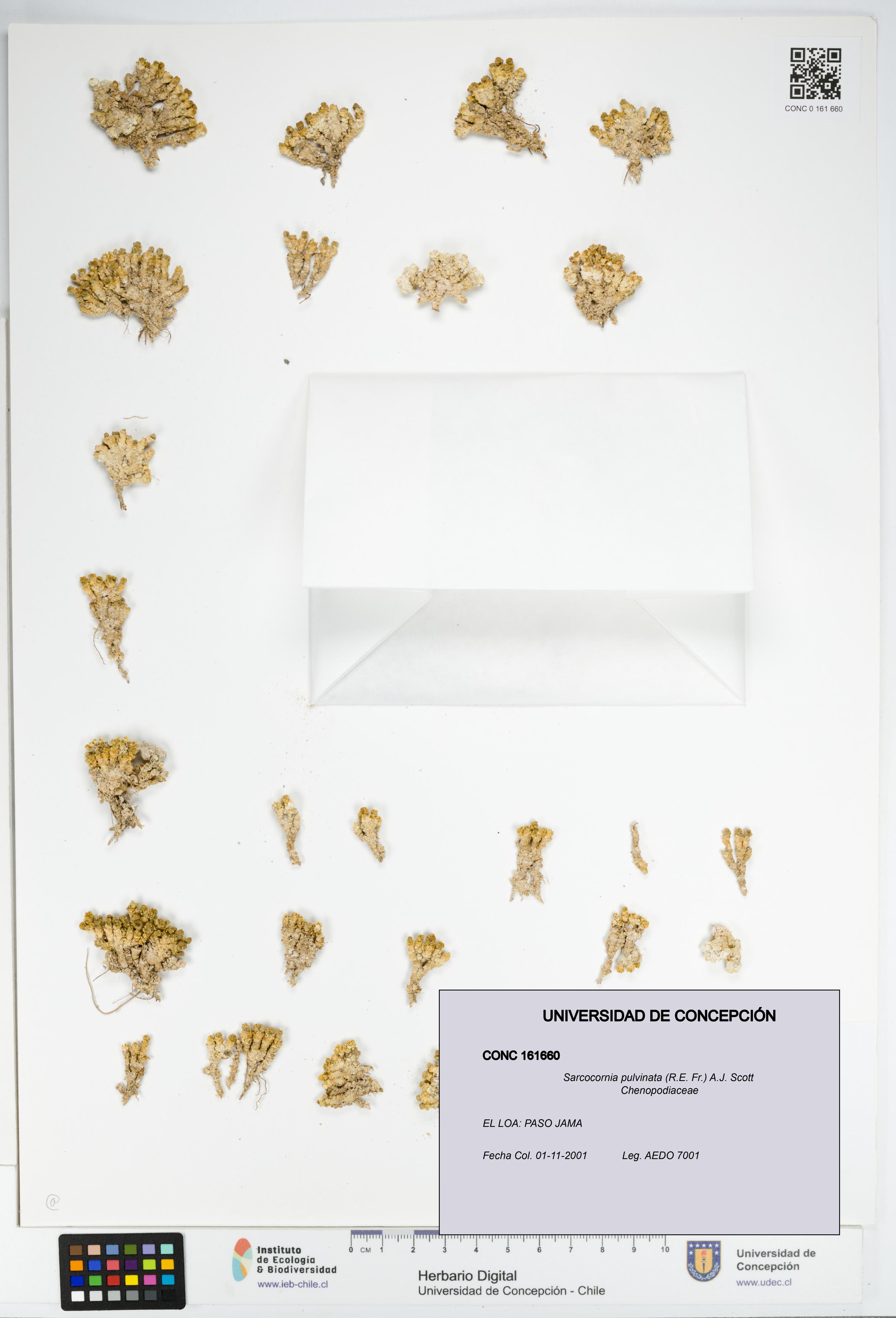 Sarcocornia pulvinata [Espécimen: UDEC:CONC:0161660]