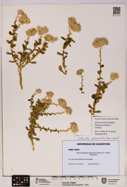 Silvaea salsoloides [Espécimen: UDEC:CONC:0161672]