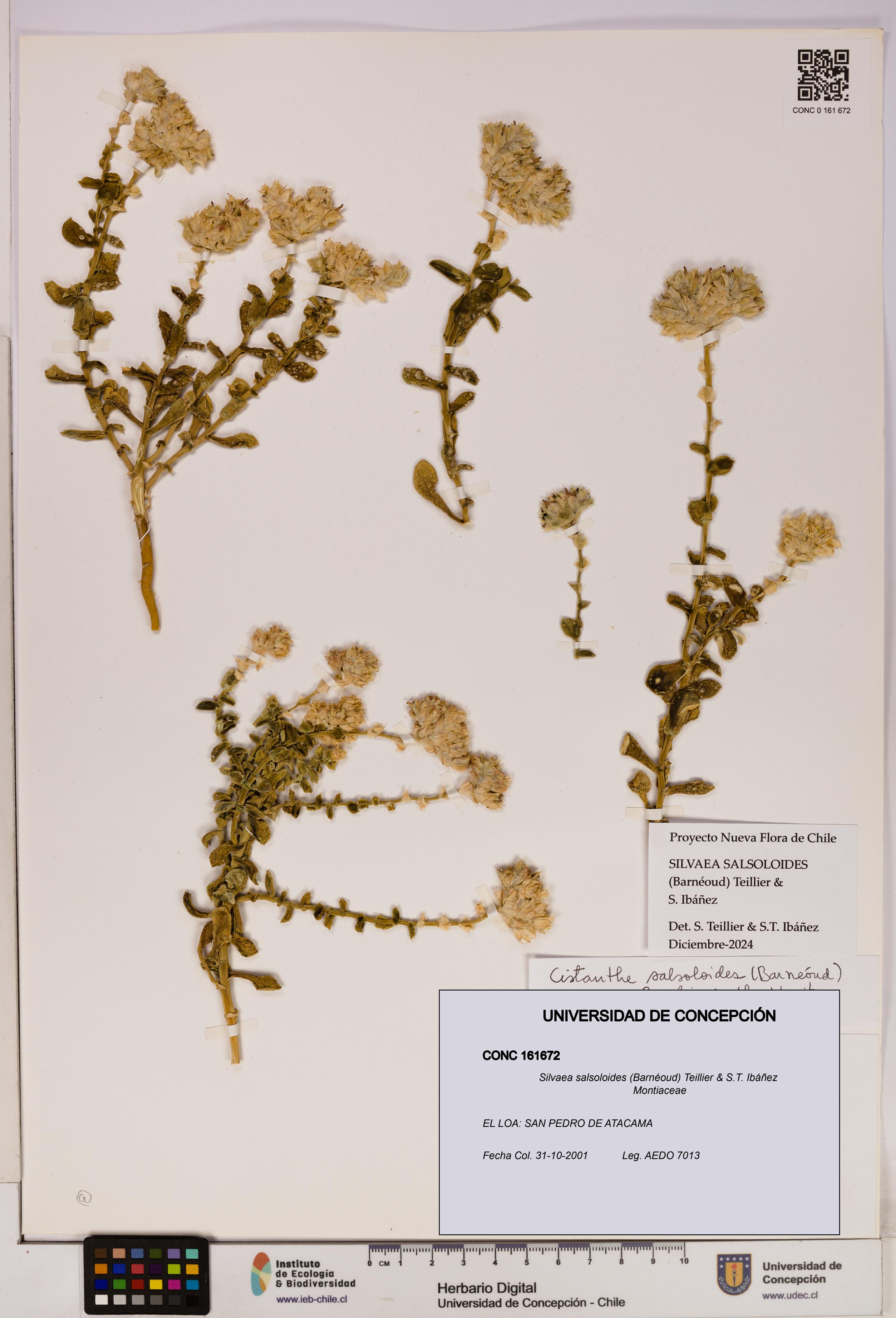 Silvaea salsoloides [Espécimen: UDEC:CONC:0161672]