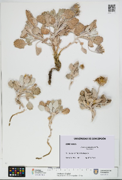 Urmenetea atacamensis [Espécimen: UDEC:CONC:0161673]