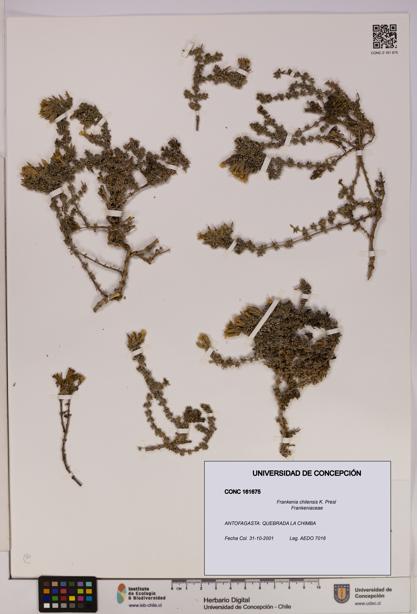 Frankenia chilensis [Espécimen: UDEC:CONC:0161675]