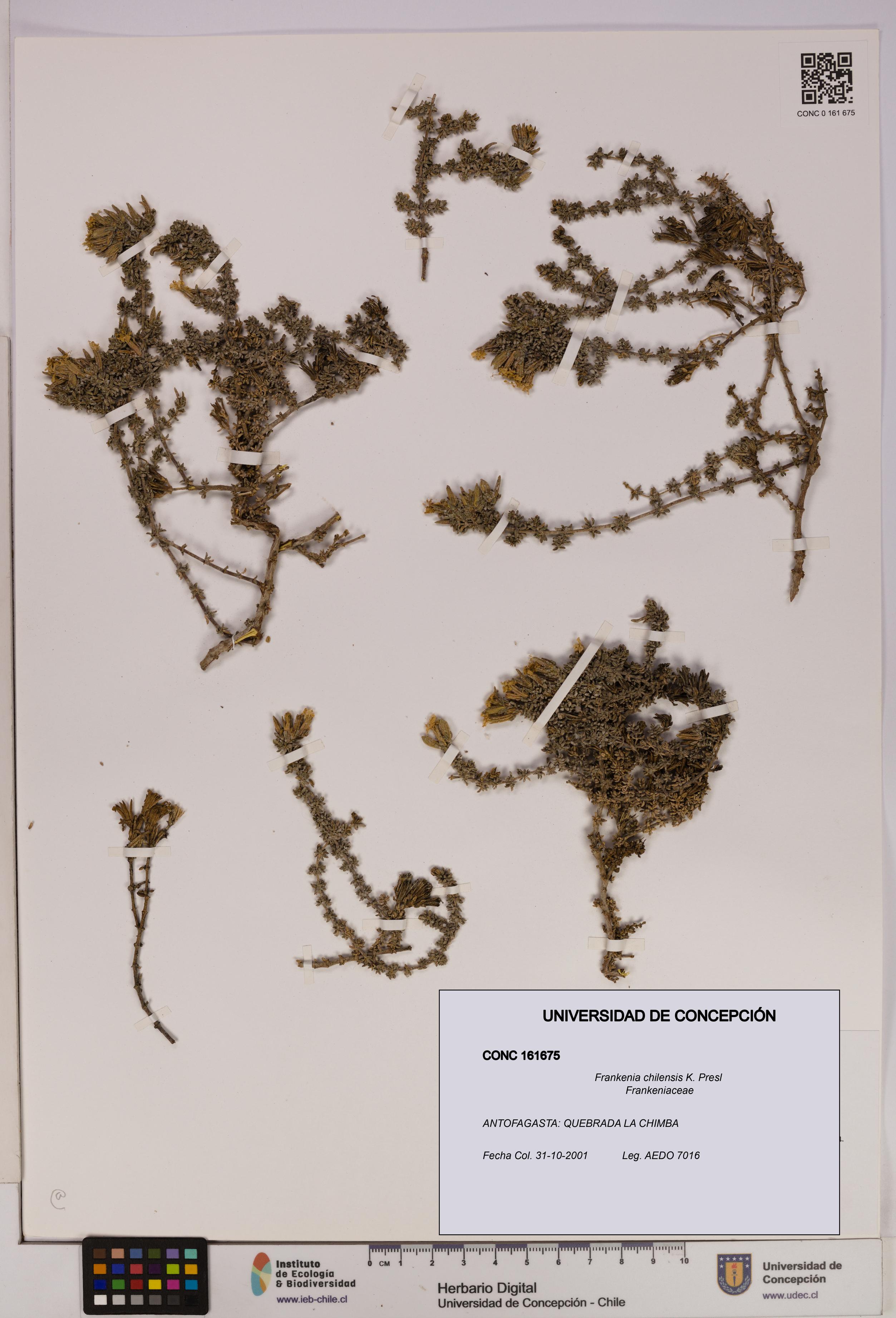Frankenia chilensis [Espécimen: UDEC:CONC:0161675]