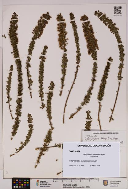 Ophryosporus triangularis [Espécimen: UDEC:CONC:0161679]