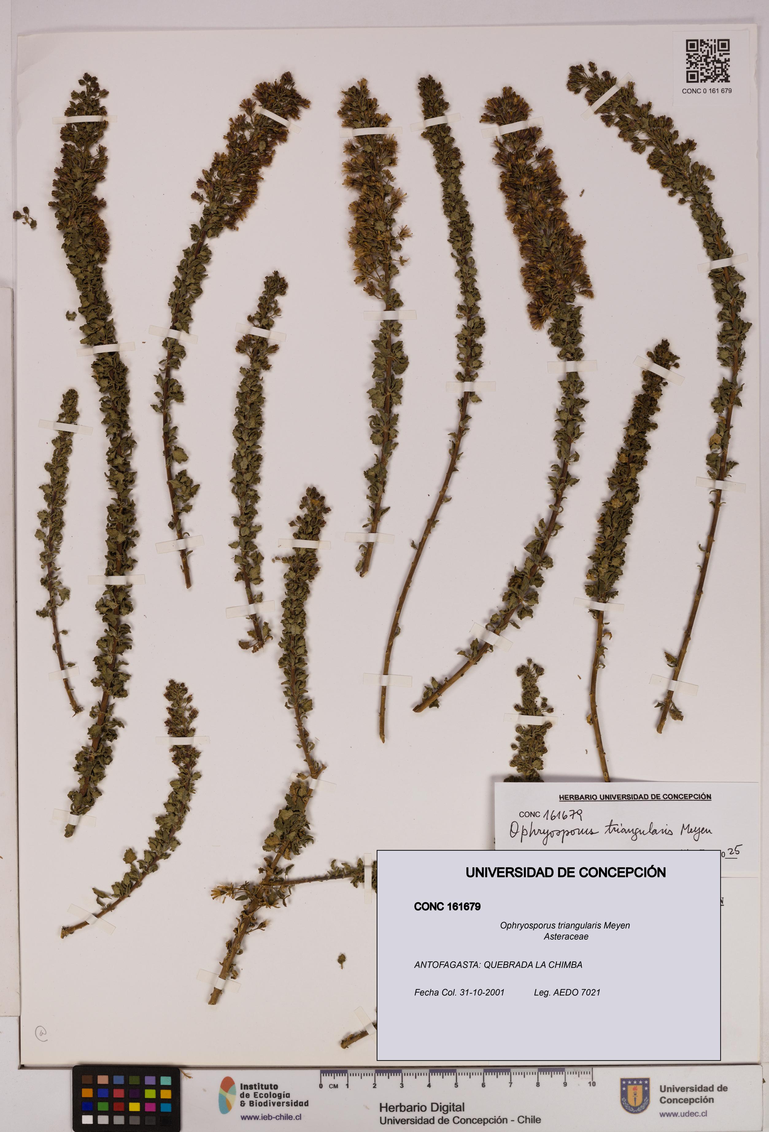 Ophryosporus triangularis [Espécimen: UDEC:CONC:0161679]
