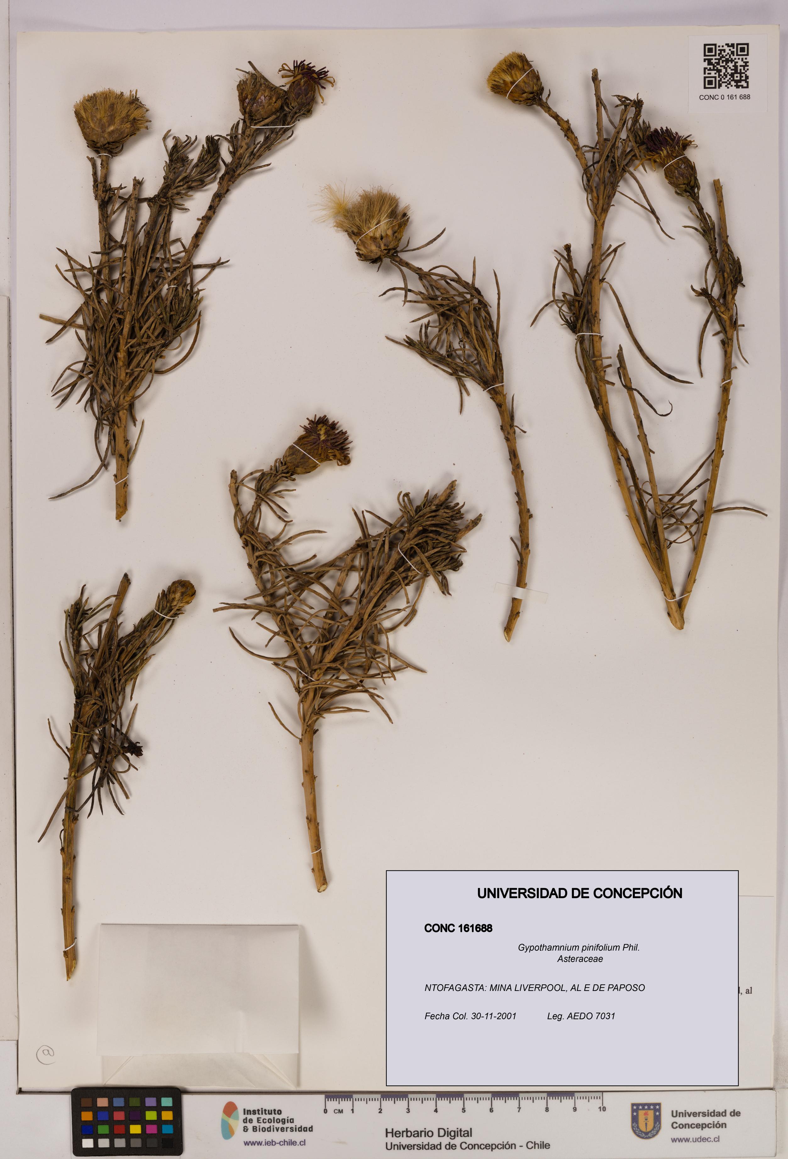 Gypothamnium pinifolium [Espécimen: UDEC:CONC:0161688]